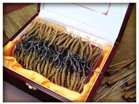 法库冬虫夏草回收